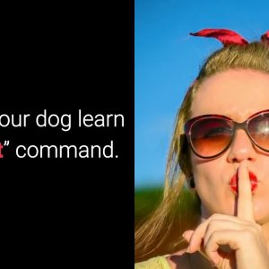 how to stop dog barking? 5 best expert tricks