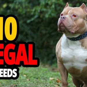 🐕 illegal dogs top 10 most banned dog breeds in the world!