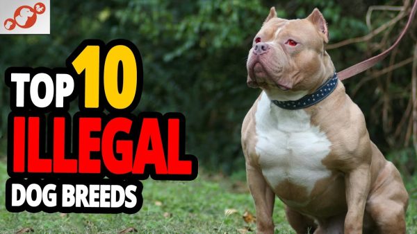 🐕 illegal dogs top 10 most banned dog breeds in the world!