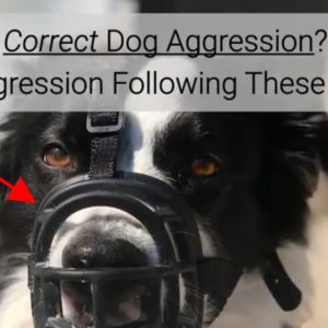 how to correct dog aggression? correct dog aggression following these 3 steps