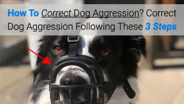 how to correct dog aggression? correct dog aggression following these 3 steps