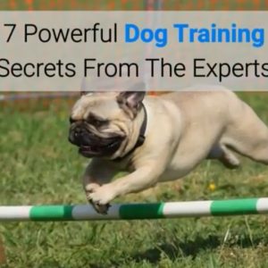 7 powerful dog training secrets from the experts