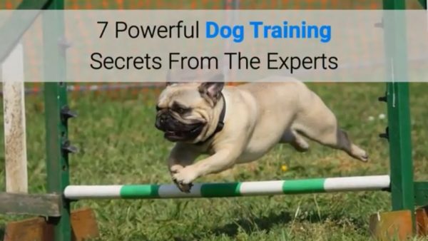 7 powerful dog training secrets from the experts