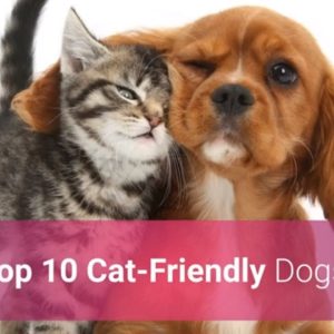 🐕 list of top 10 cat friendly dogs 2020!