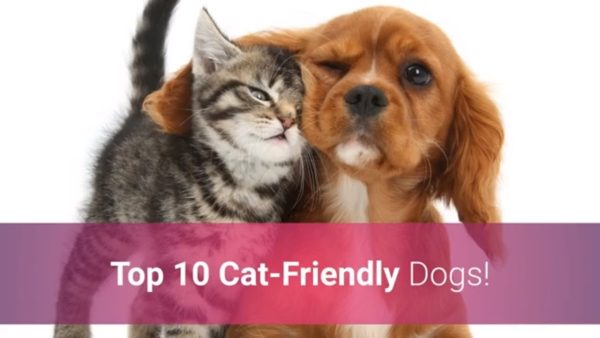 🐕 list of top 10 cat friendly dogs 2020!