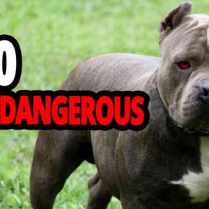 🐕 top 10 most dangerous dog breeds in the world (caution!!!)