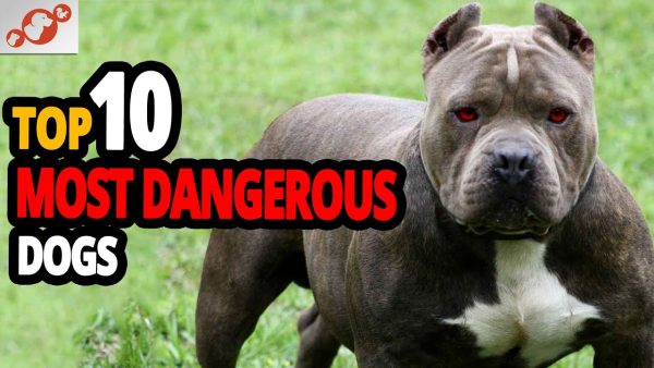 🐕 top 10 most dangerous dog breeds in the world (caution!!!)