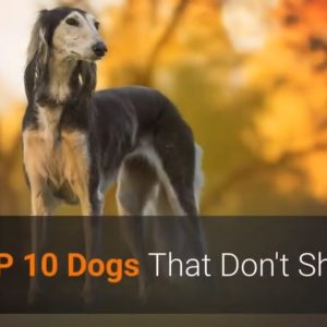 🐕 list of top 10 dog breeds that don't shed!