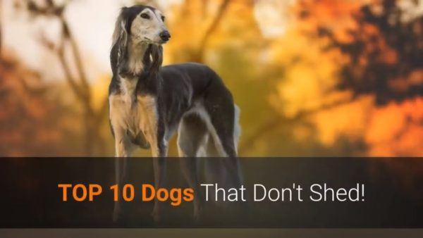 🐕 list of top 10 dog breeds that don't shed!