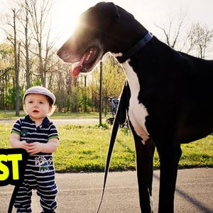 🐕 biggest dogs top 10 biggest dog breeds in the world!