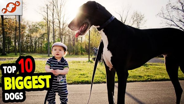 🐕 biggest dogs top 10 biggest dog breeds in the world!