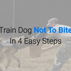 train dog not to bite in 4 easy steps