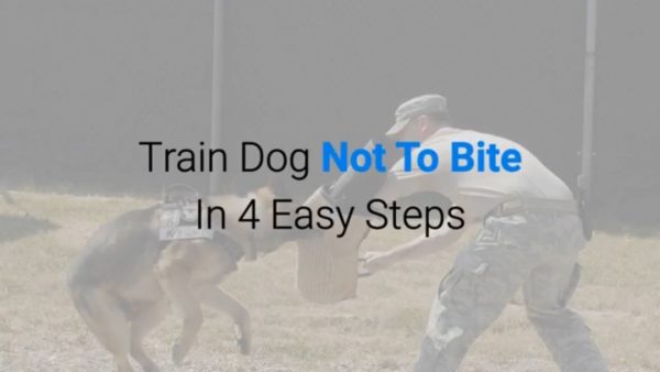 train dog not to bite in 4 easy steps