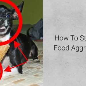 how to stop dog food aggression? check 4 steps in food aggression training