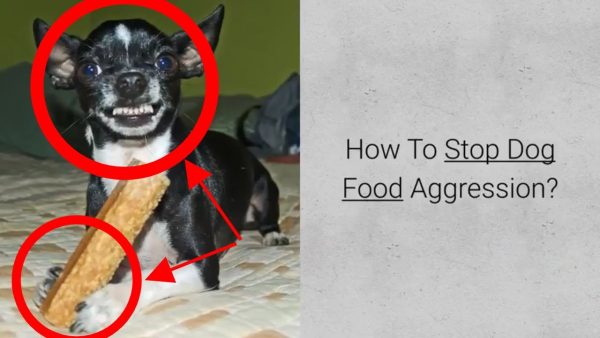 how to stop dog food aggression? check 4 steps in food aggression training