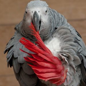 🦜 how to train your parrot to talk? top 14 tips & techniques for teaching your bird to speak!