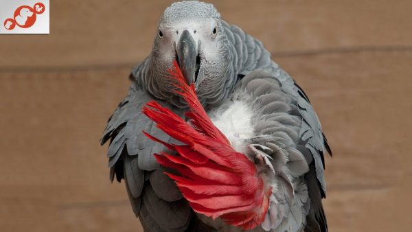 🦜 how to train your parrot to talk? top 14 tips & techniques for teaching your bird to speak!