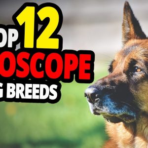 🐕 which dog matches your zodiac sign? top 12 best dog breeds for each zodiac sign!