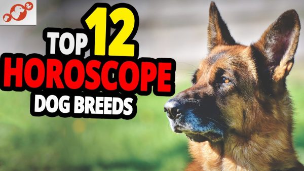 🐕 which dog matches your zodiac sign? top 12 best dog breeds for each zodiac sign!