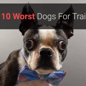 🐕 list of top 10 worst dogs for training!