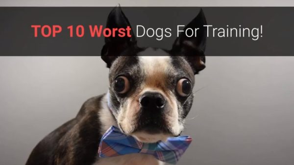 🐕 list of top 10 worst dogs for training!