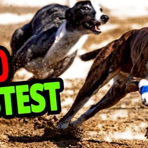 🐕 fastest dogs – top 10 fastest dog breeds in the world!