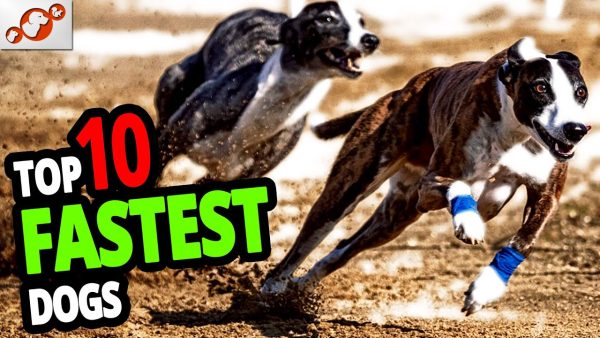 🐕 fastest dogs – top 10 fastest dog breeds in the world!