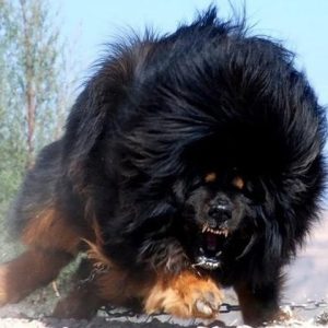 🐕 badass dog names top 10 badass dog name ideas for male and female!