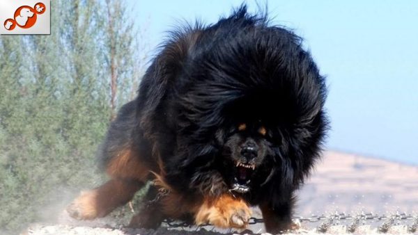 🐕 badass dog names top 10 badass dog name ideas for male and female!