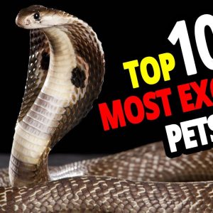 🐍 list of the top 10 most exotic pets in the world!