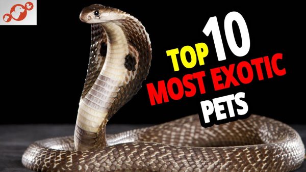 🐍 list of the top 10 most exotic pets in the world!