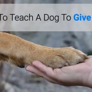 how to teach a dog to give paw?