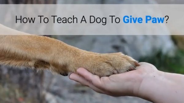 how to teach a dog to give paw?