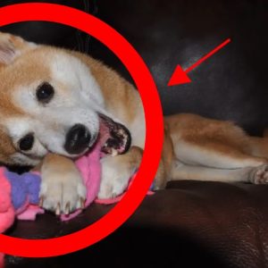 how to stop puppy chewing furniture, shoes & clothes?