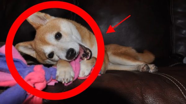 how to stop puppy chewing furniture, shoes & clothes?