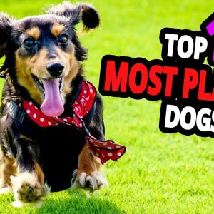 🐕 most playful dogs – top 10 most playful dog breeds in the world!