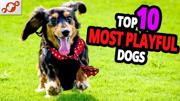 🐕 most playful dogs – top 10 most playful dog breeds in the world!