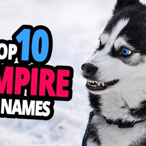 🐕 vampire dog name ideas top 10 vampire dog names for male & female!