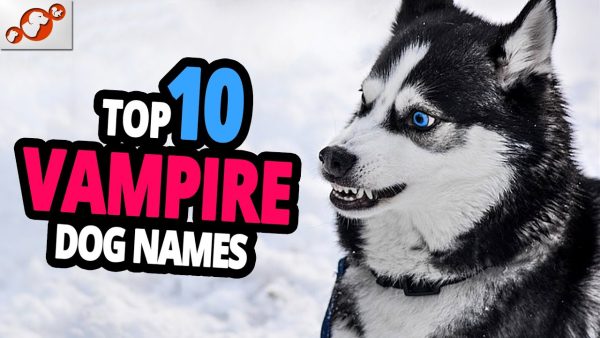 🐕 vampire dog name ideas top 10 vampire dog names for male & female!