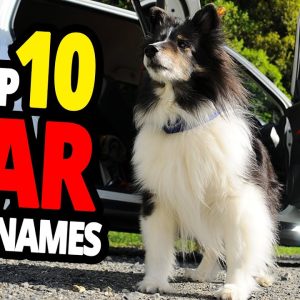 🐕 car dog names top 10 car dog names for males & females!