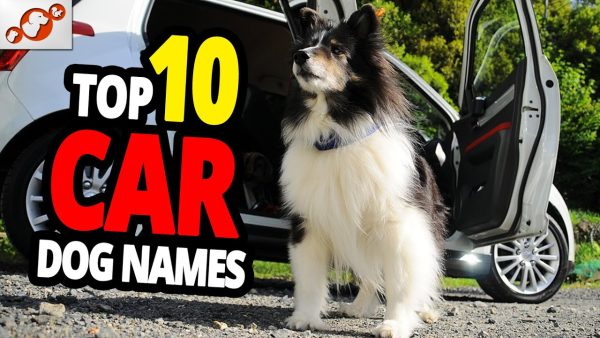 🐕 car dog names top 10 car dog names for males & females!