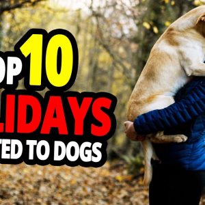 🐕 dog holidays top 10 holidays dedicated to dogs!