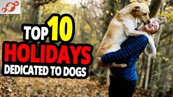 🐕 dog holidays top 10 holidays dedicated to dogs!