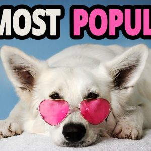 🐕 list of the top 10 most popular dog breeds in the world 2020!