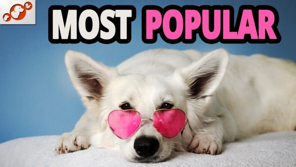 🐕 list of the top 10 most popular dog breeds in the world 2020!