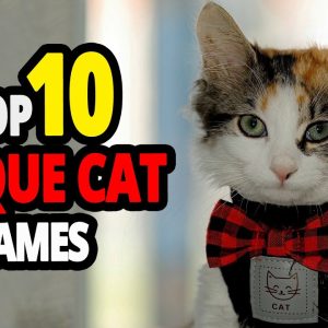 🐈 unique cat name ideas top 10 unique cat names for males & females!