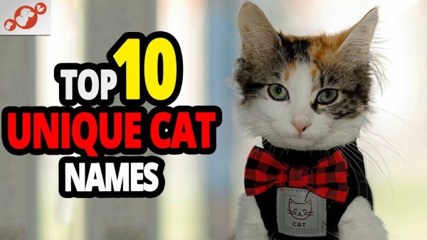 🐈 unique cat name ideas top 10 unique cat names for males & females!