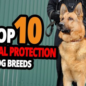 🐕 protection dogs – top 10 best personal protection dogs in the world!