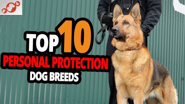 🐕 protection dogs – top 10 best personal protection dogs in the world!