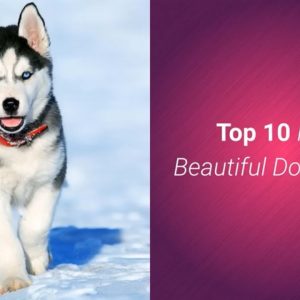 list of top 10 most beautiful dog breeds in the world 🐶